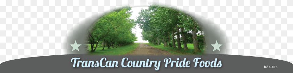 Transcan Oak, City, Vegetation, Urban, Tree Free Png Download