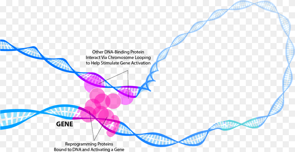 Transcription Factors, Accessories, Jewelry, Necklace Png