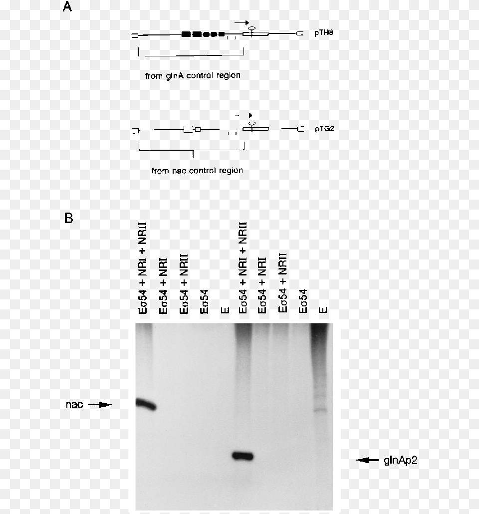 Transcription From The Nac Promoter By Purified Bacterial Transcription, Chart, Plot, Text Free Png