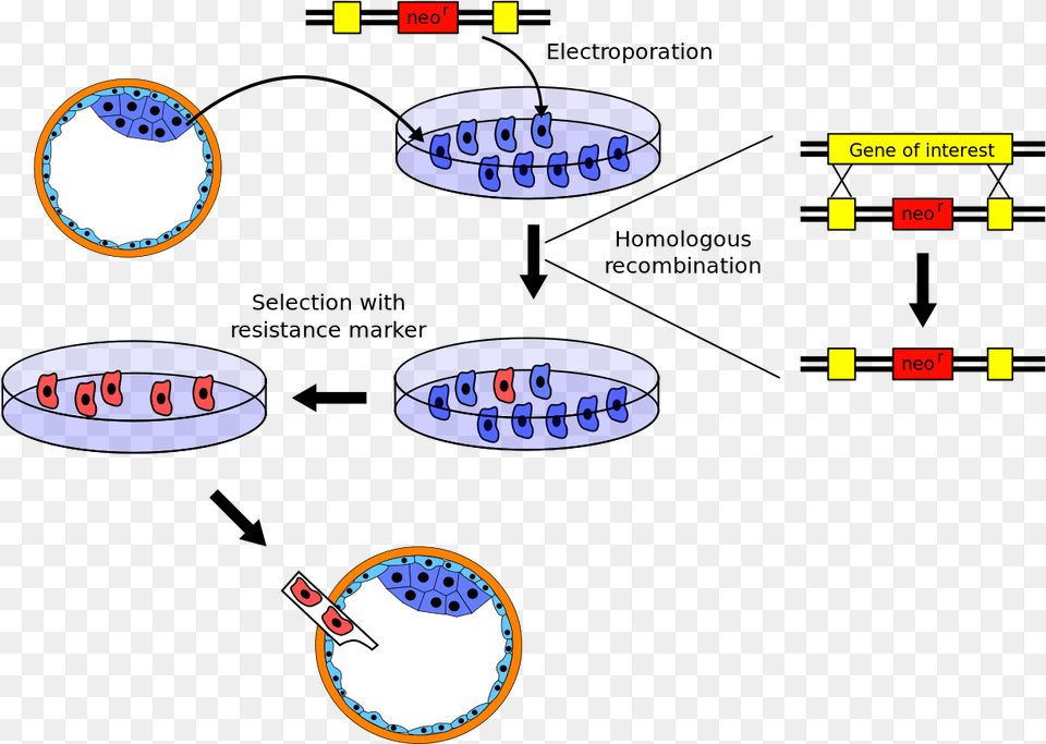 Transfection Stable Cell Line Png Image