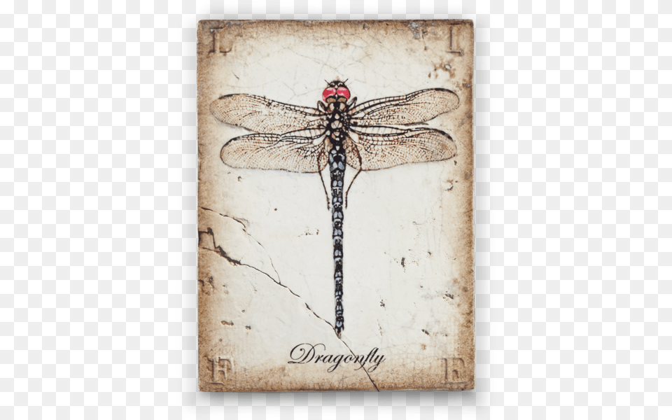 Transformation Collection Midnight Collection Siddickens Sid Dickens Dragonfly Tile, Animal, Insect, Invertebrate Free Transparent Png