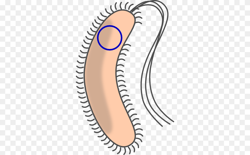 Transformed Bacteria With Flagellum Clip Art Png Image