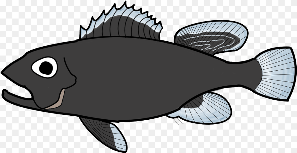 Transition Drawing Fish California Flounder, Animal, Sea Life, Baby, Person Free Png Download
