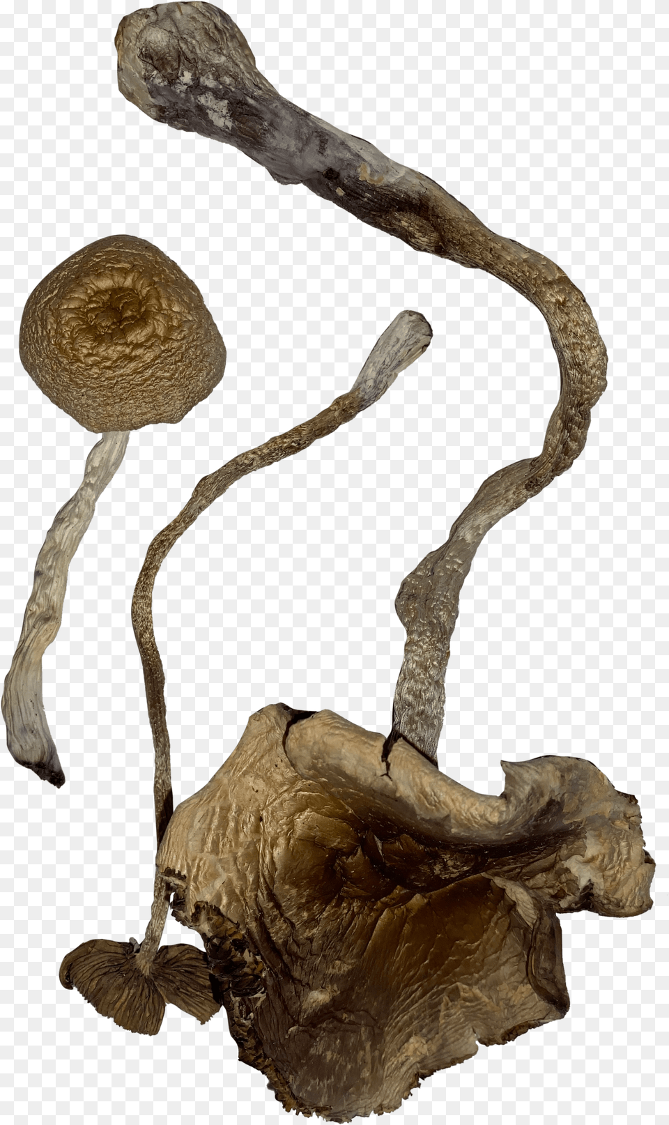 Transkei Magic Mushrooms Illustration, Wood, Fungus, Plant, Agaric Free Transparent Png