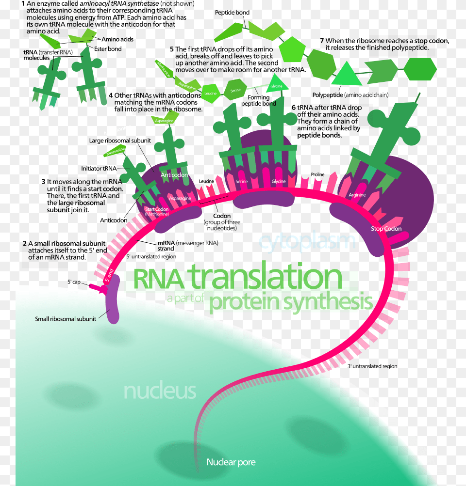 Translation Biology, Art, Graphics, Advertisement, Poster Free Transparent Png