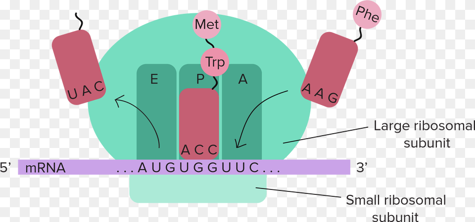 Translation Diagram Labeled, Chart, Plot Png Image