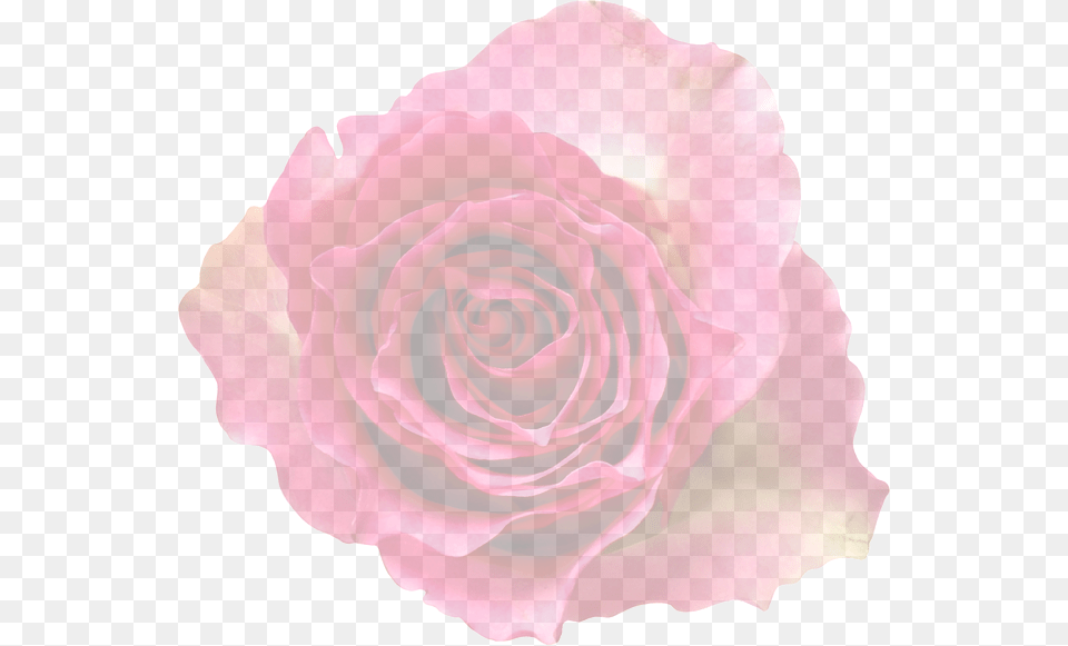 Translucent Background Rose, Flower, Plant, Petal Png Image