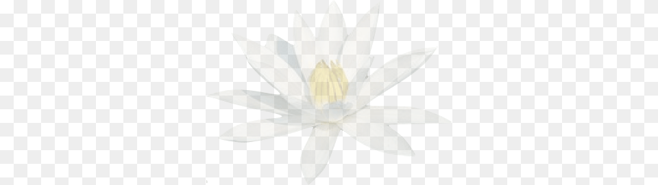 Translucid Water Lily, Flower, Plant, Pond Lily, Appliance Free Png