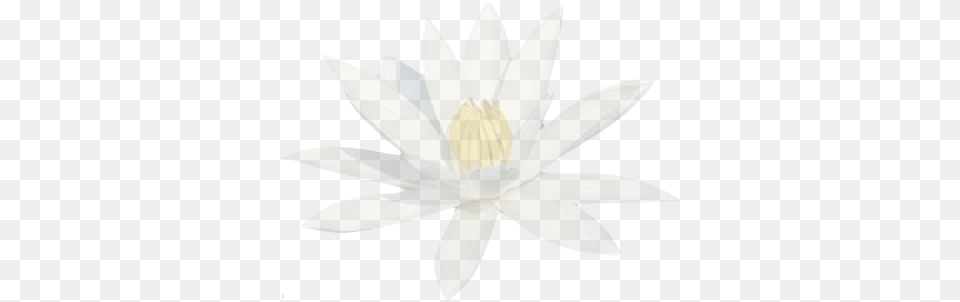 Translucid Water Lily Sacred Lotus, Flower, Plant, Pond Lily, Aircraft Free Transparent Png