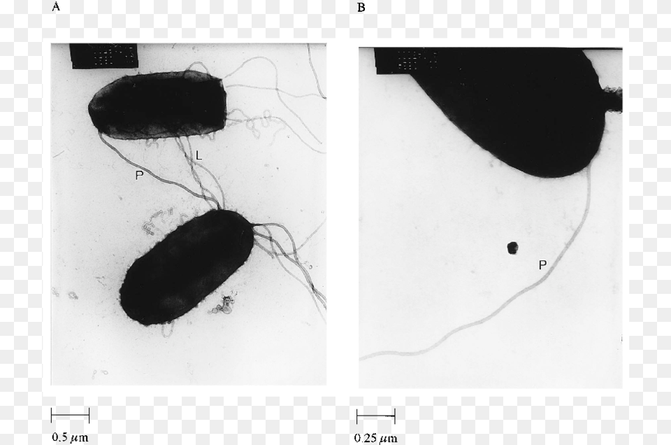 Transmission Electron Micrographs Of Plate Grown Wild Flower Beetles, Stain, Animal, Insect, Invertebrate Free Transparent Png