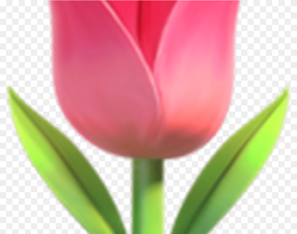 Transpa Flower Emoji Hot Trending Now Emoji Flowers, Plant, Tulip, Petal Free Transparent Png