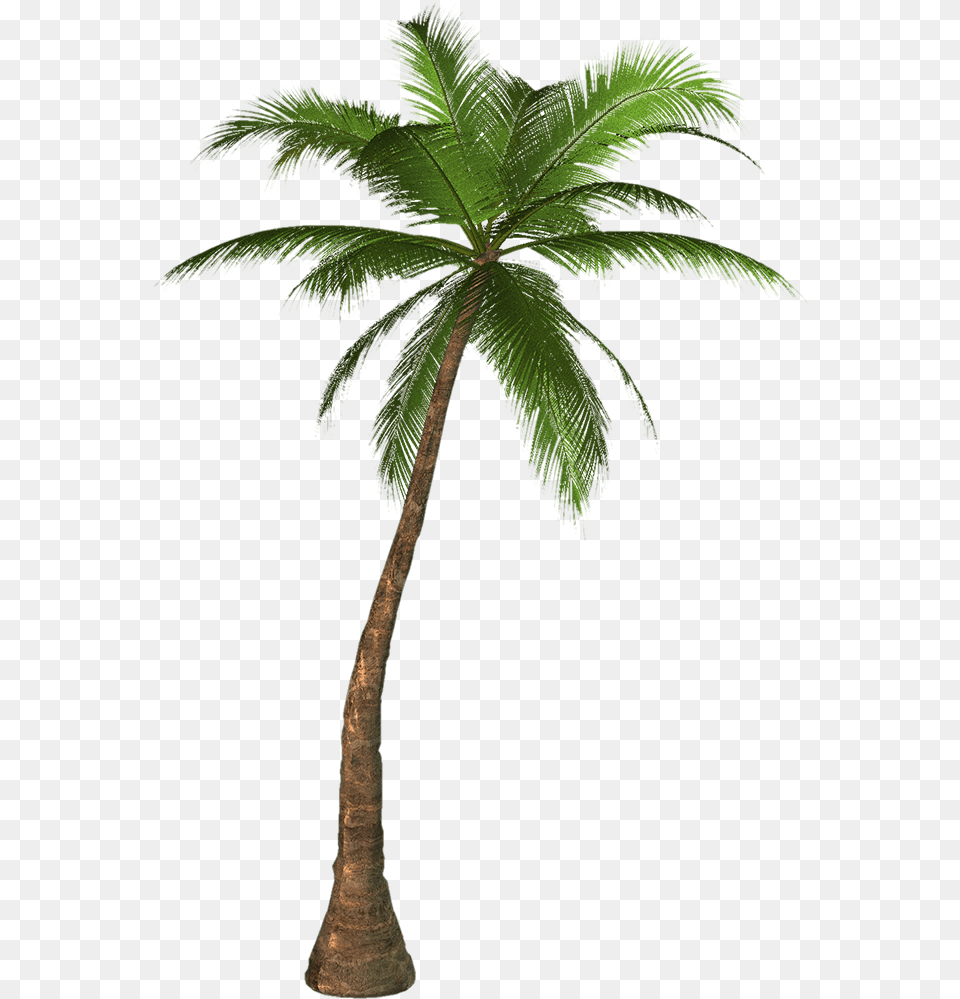 Transparency Palm Trees Portable Network Graphics Clip Palm Tree, Palm Tree, Plant, Leaf Free Png Download