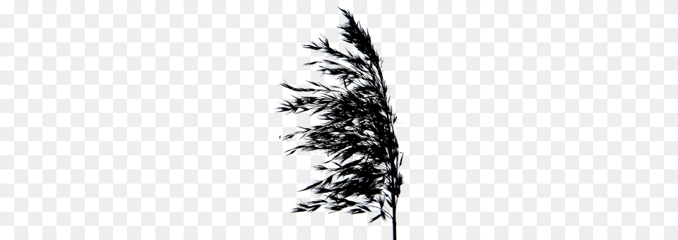 Transparent Plant, Reed, Silhouette, Fireworks Free Png