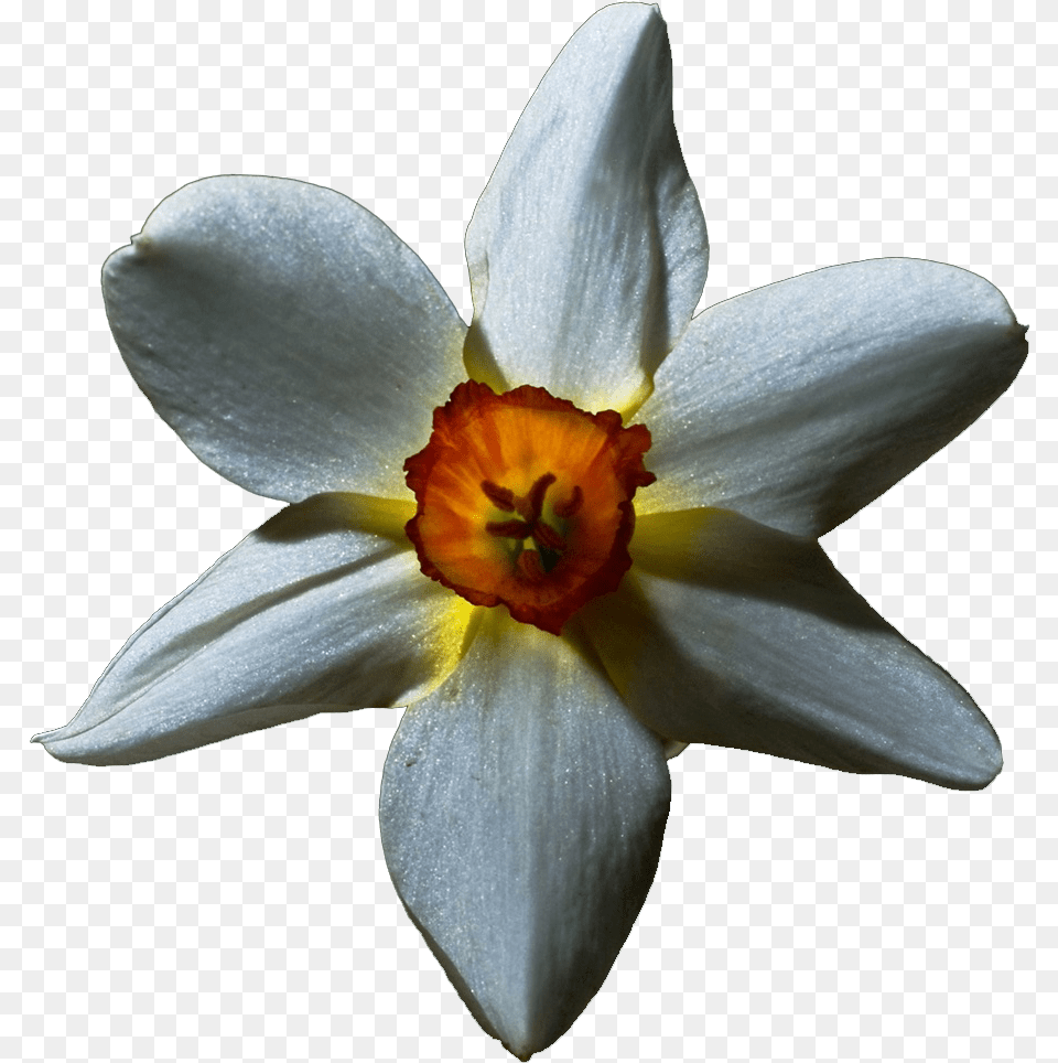 Transparent 39white Lily39 Flowers With Black Background, Daffodil, Flower, Plant Png