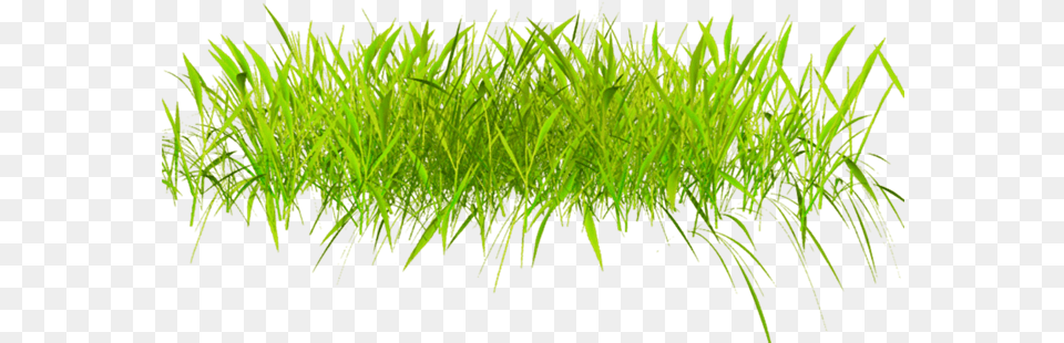 Transparent 3d Grass, Moss, Plant, Vegetation, Lawn Png Image