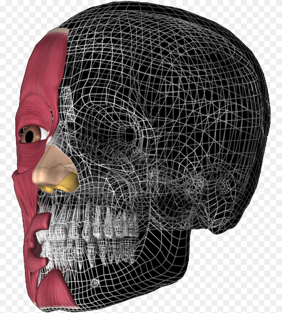 Transparent 3d Skull 3d Head Anatomy Illustrations, Ct Scan, Adult, Female, Person Png