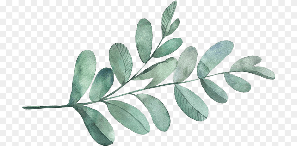 Transparent Acacia Tree Tree, Herbs, Astragalus, Flower, Herbal Png Image