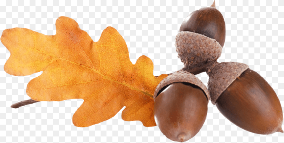 Transparent Acorn Acorns, Vegetable, Food, Nut, Produce Free Png Download