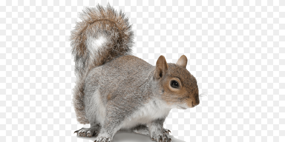 Transparent Acorn Clipart Make A Decision Squirrel Quote, Animal, Mammal, Rodent, Rat Free Png Download