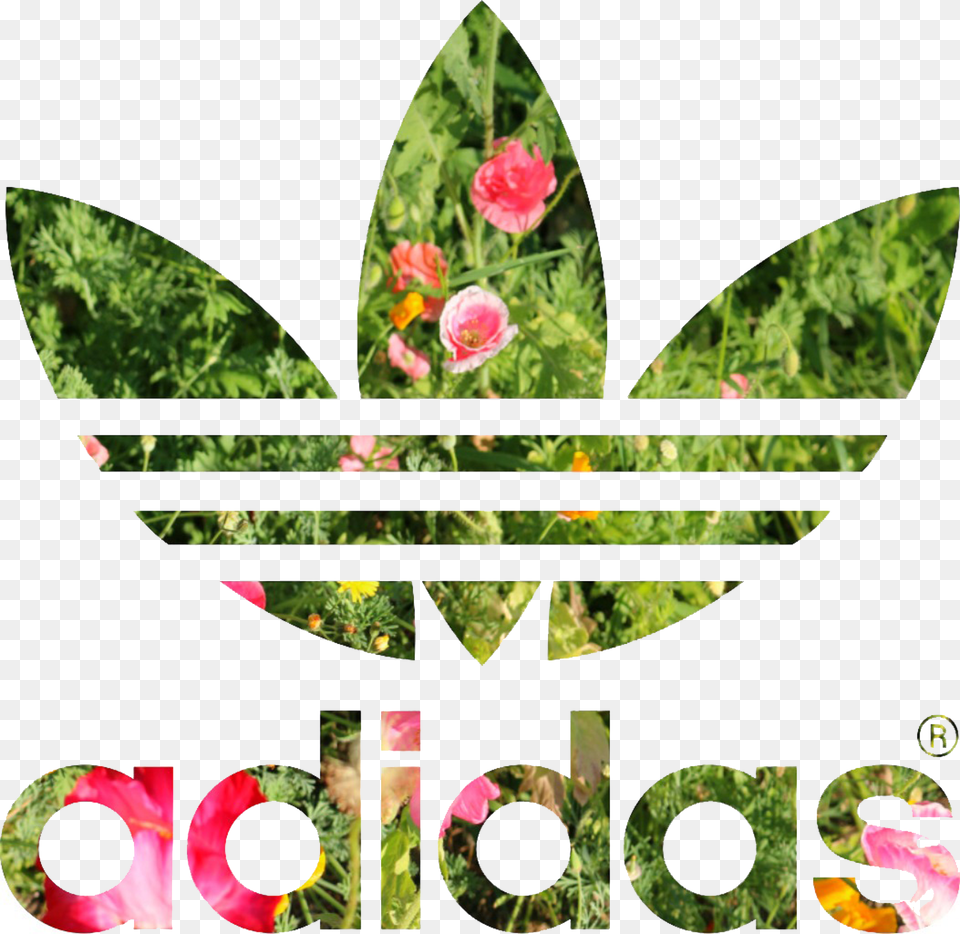 Transparent Adidas Adidas Jacket Black And White Womens, Flower, Leaf, Petal, Plant Png