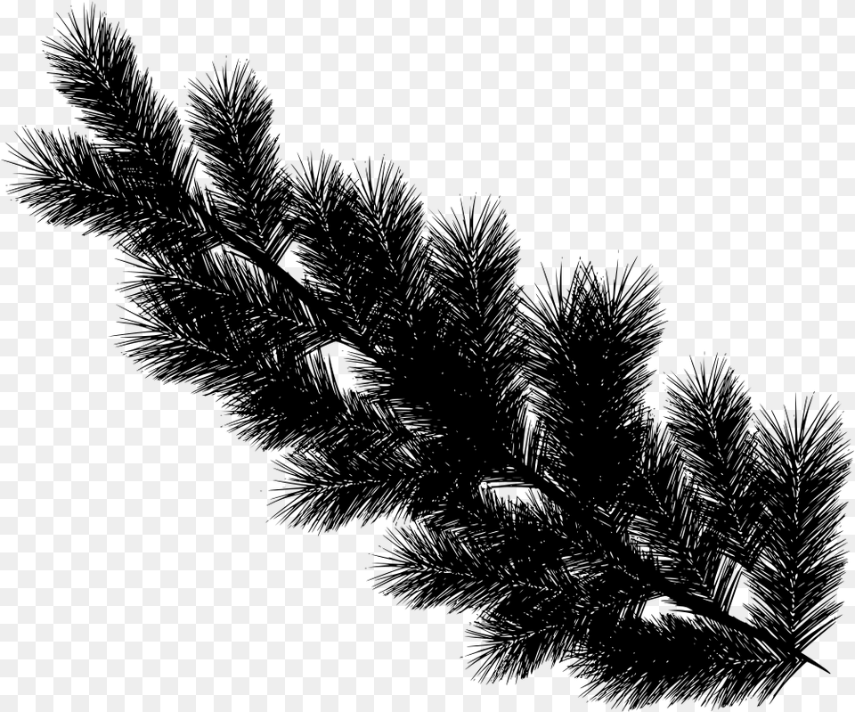 Transparent Advent Wreath Pine Tree Leaves, Gray Free Png Download