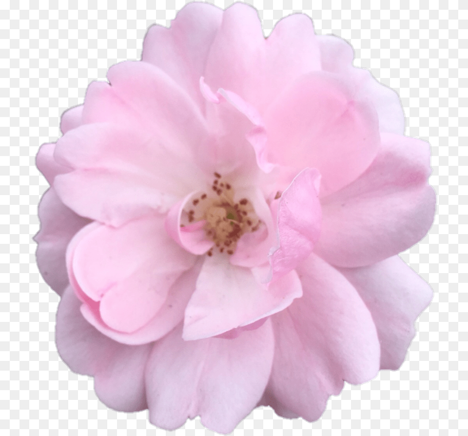 Transparent Aesthetic Flower, Petal, Plant, Rose, Anther Free Png