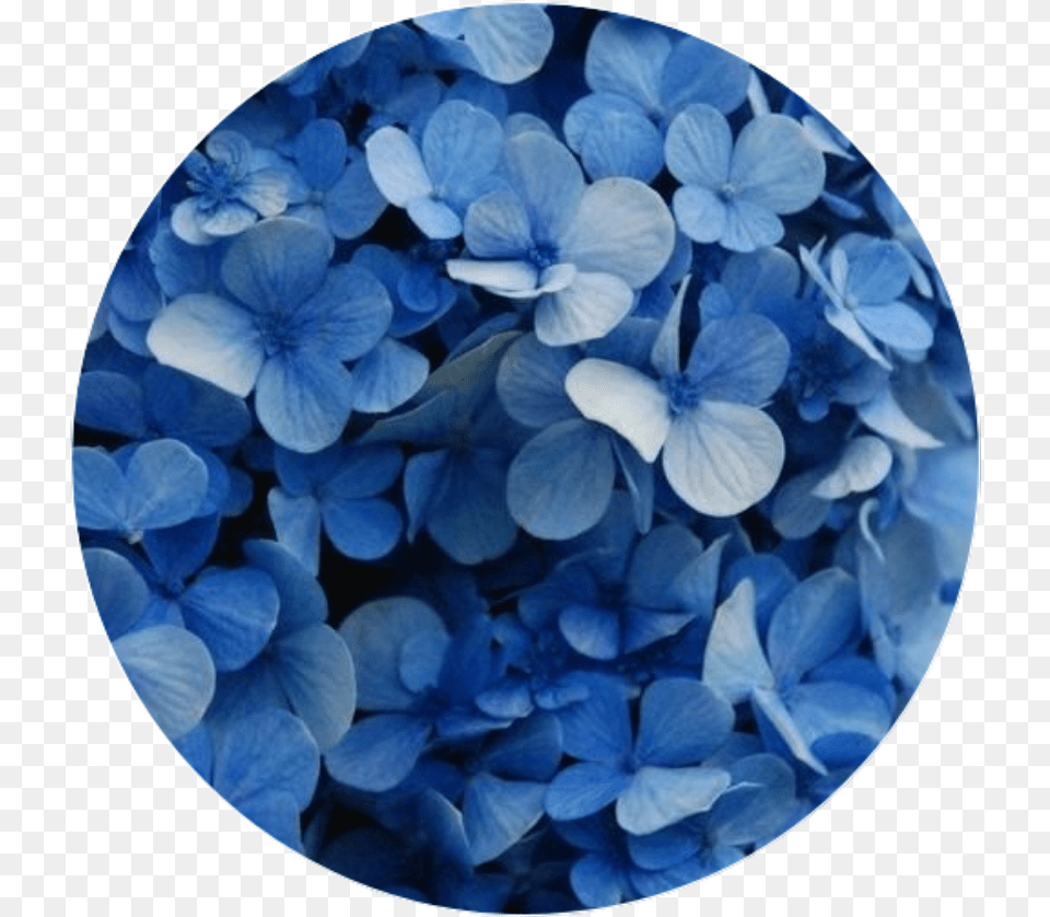 Transparent Aesthetic Flower Flower Blue, Petal, Photography, Plant, Plate Png