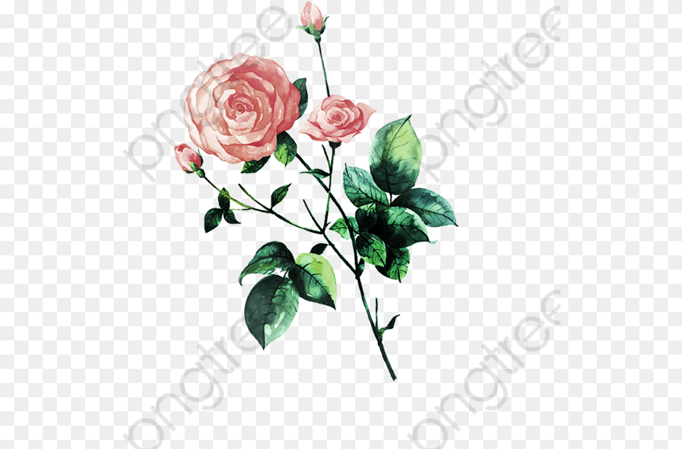 Aesthetic Rose Clipart, Flower, Plant, Art Free Transparent Png