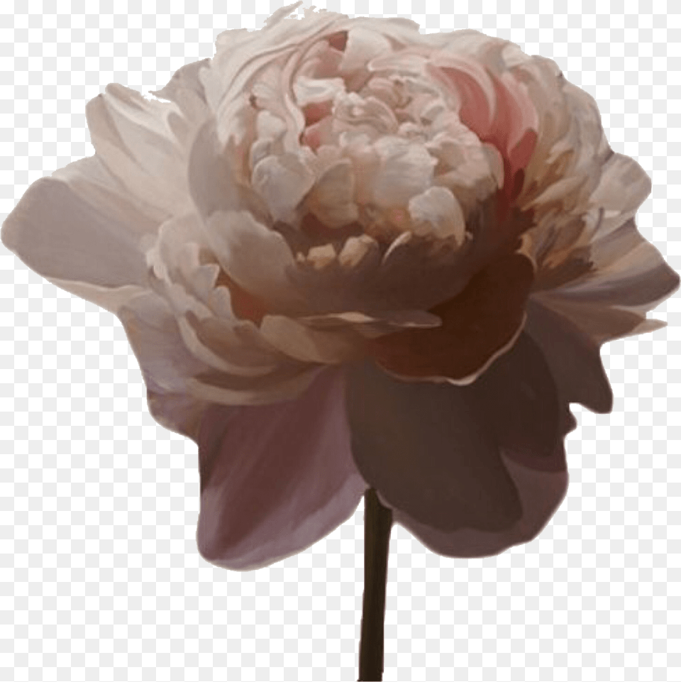 Transparent Aesthetic Source, Dahlia, Flower, Plant, Rose Png