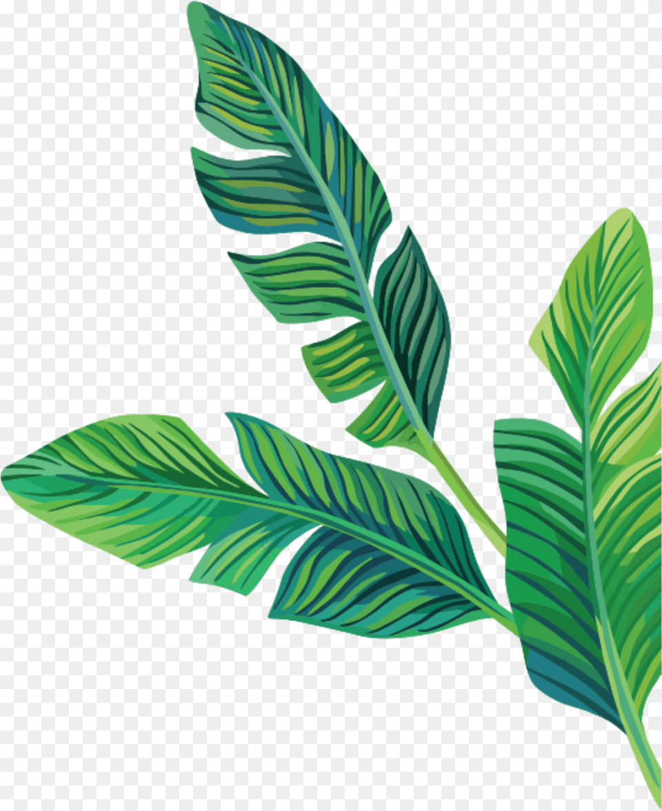 Aesthetic Stickers, Leaf, Plant, Annonaceae, Tobacco Free Transparent Png