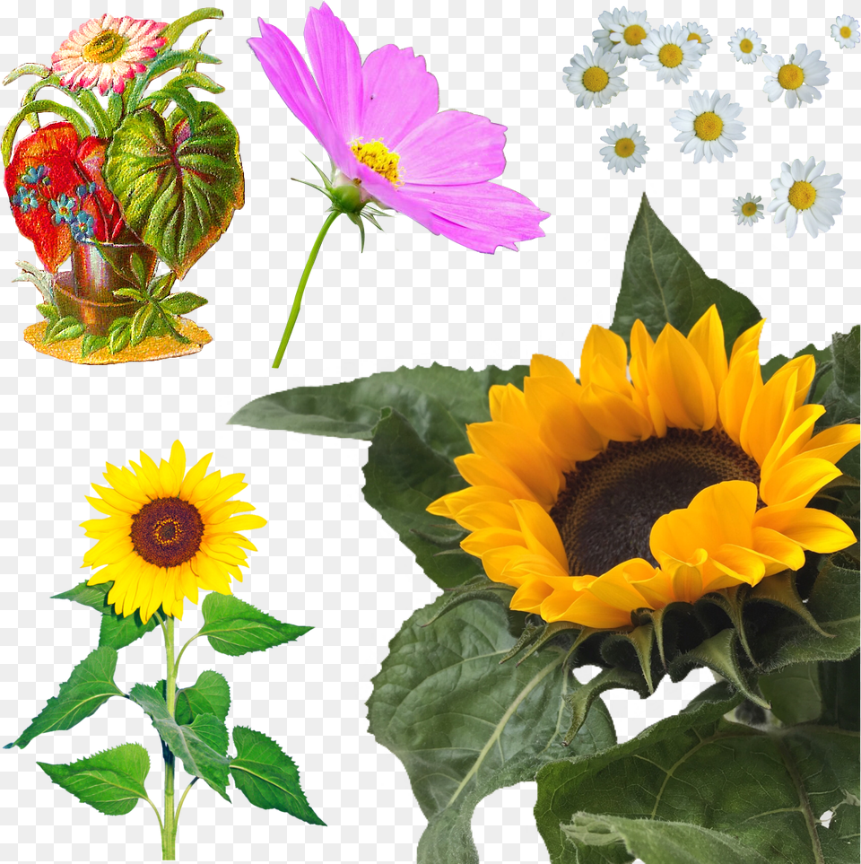 Transparent Aesthetic Yellow Overlays, Daisy, Flower, Plant, Sunflower Free Png Download