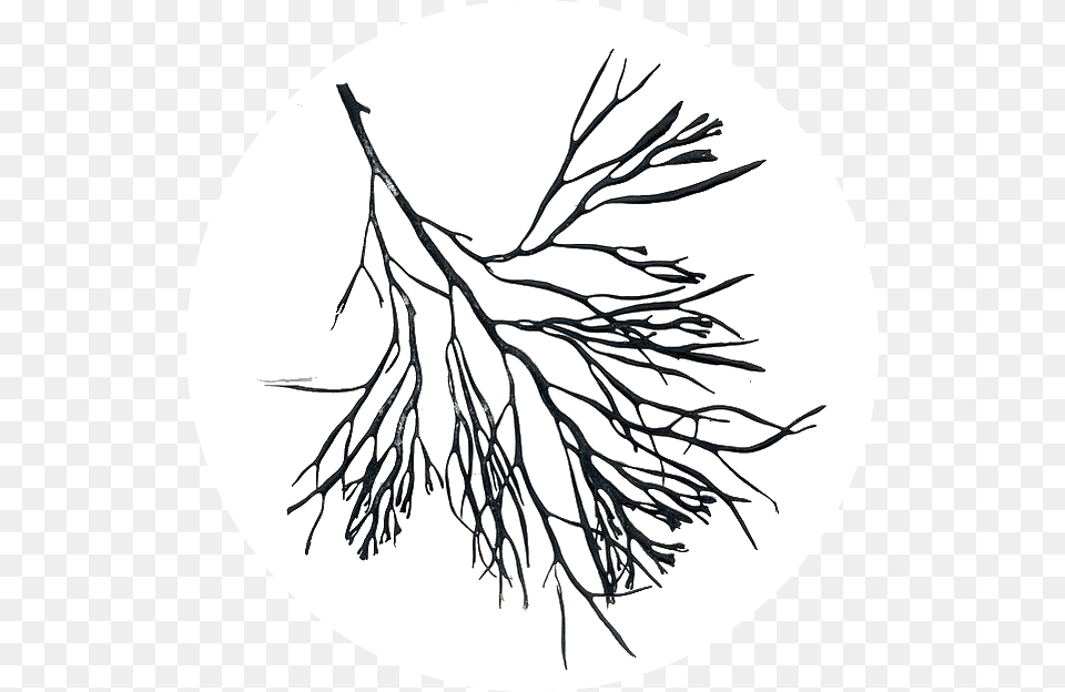 Algae Algae Branch, Art, Leaf, Plant, Drawing Free Transparent Png