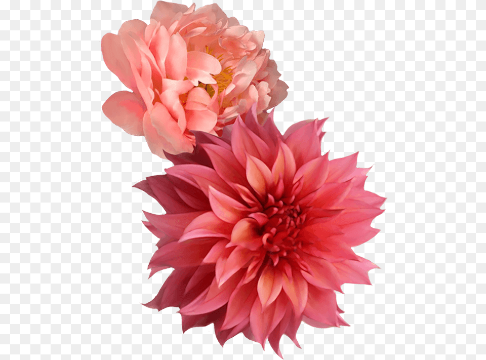 Transparent Alice In Wonderland Flowers, Dahlia, Flower, Plant, Rose Free Png Download