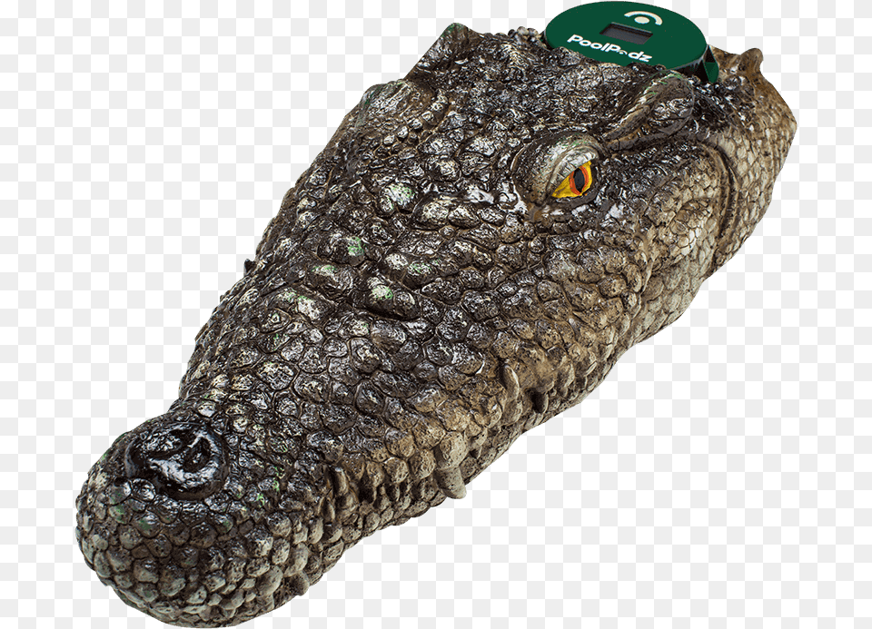 Transparent Alligator Head, Animal, Lizard, Reptile, Crocodile Png