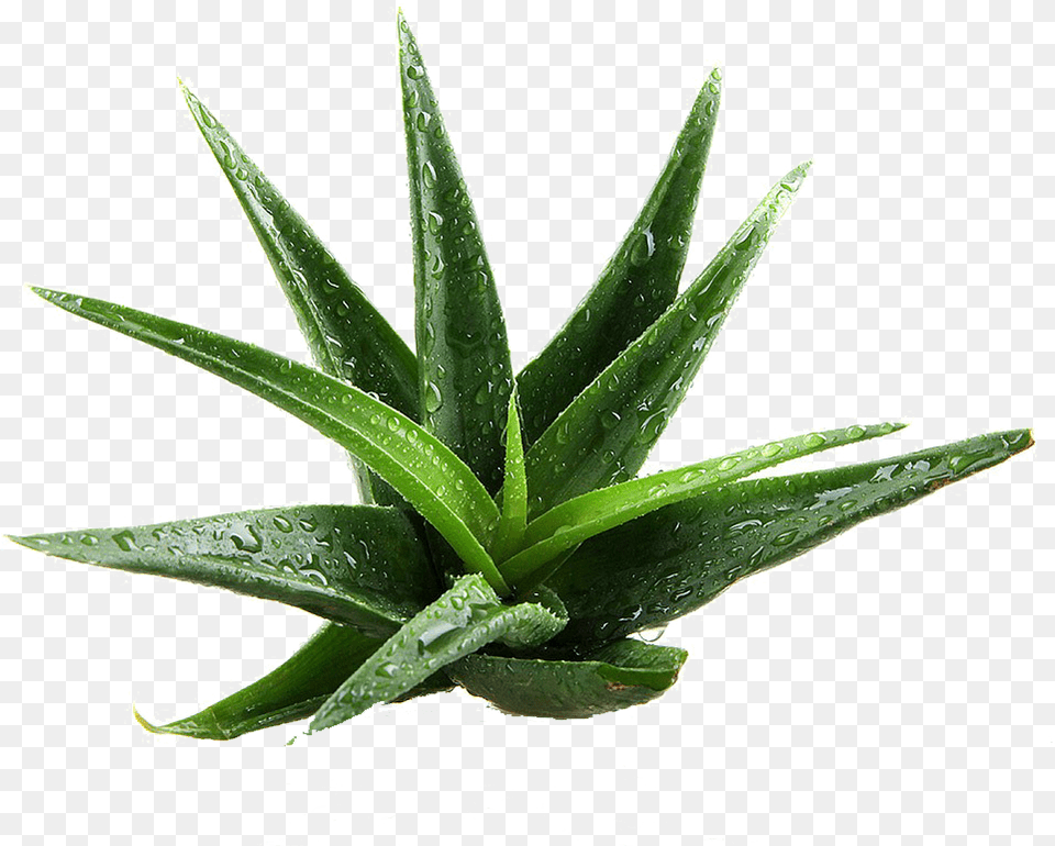 Transparent Aloe Vera Aloe Vera Plant Transparent Png Image