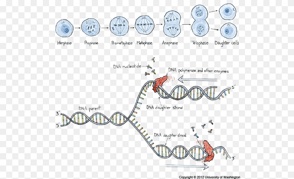 Transparent Anaphase Clipart Changes In Dna, Outdoors, Nature Png