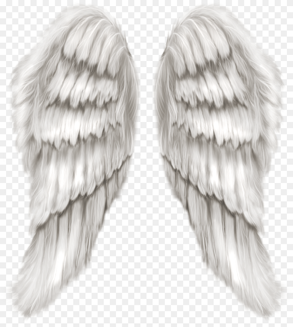 Transparent Angel Wing, Animal, Bird, Vulture Free Png
