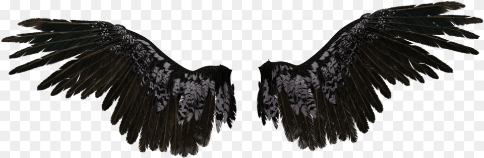 Transparent Angel Wings Black Angel Wings Transparent, Animal, Bird, Vulture, Condor Png