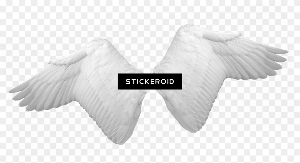 Transparent Angel Wings Clipart Angel Wings, Animal, Bird, Flying Png Image