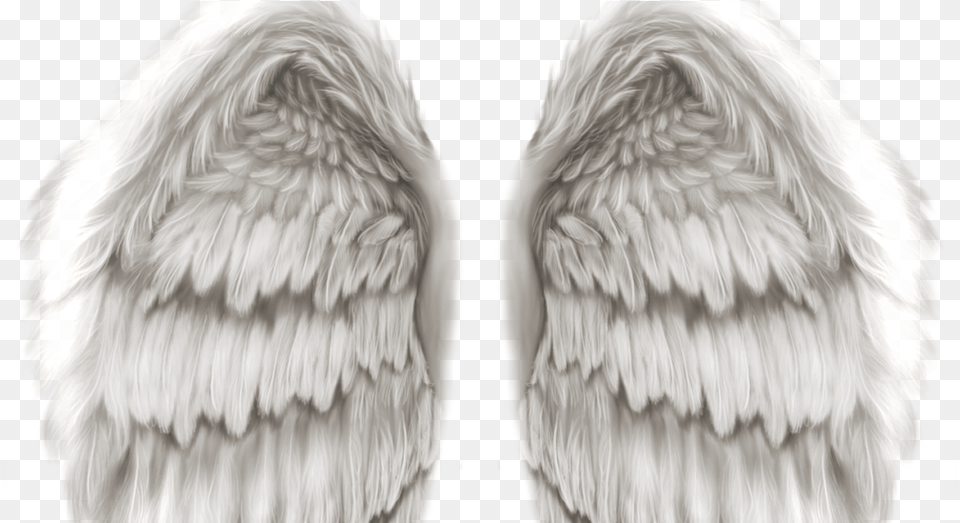 Transparent Angel Wings Realistic Angel Wings, Animal, Bird Png