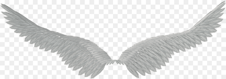 Transparent Angel Wings Tumblr Aile Fond Transparent, Animal, Bird, Flying, Vulture Free Png Download