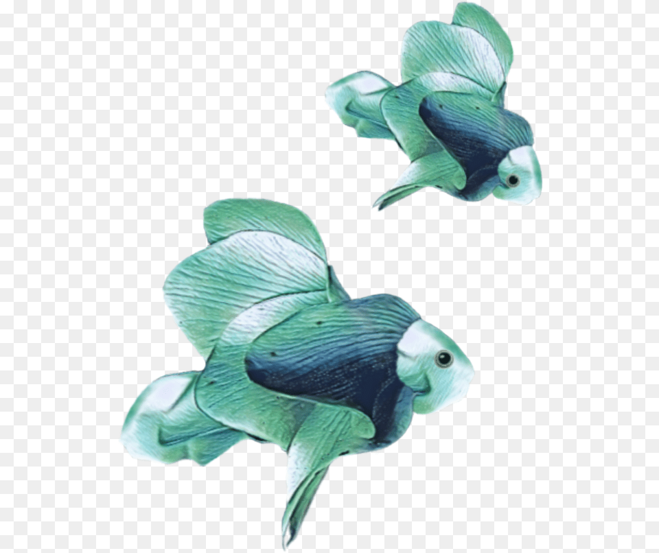 Transparent Angelfish Pomacentridae, Animal, Fish, Sea Life, Aquatic Free Png Download