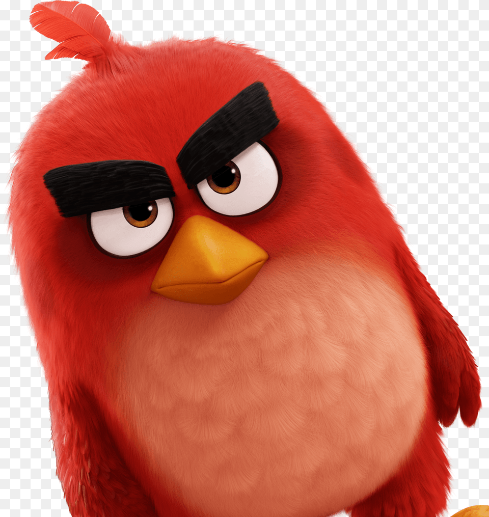 Transparent Angry Bird Angry Bird Movie Hd, Animal, Beak Png Image