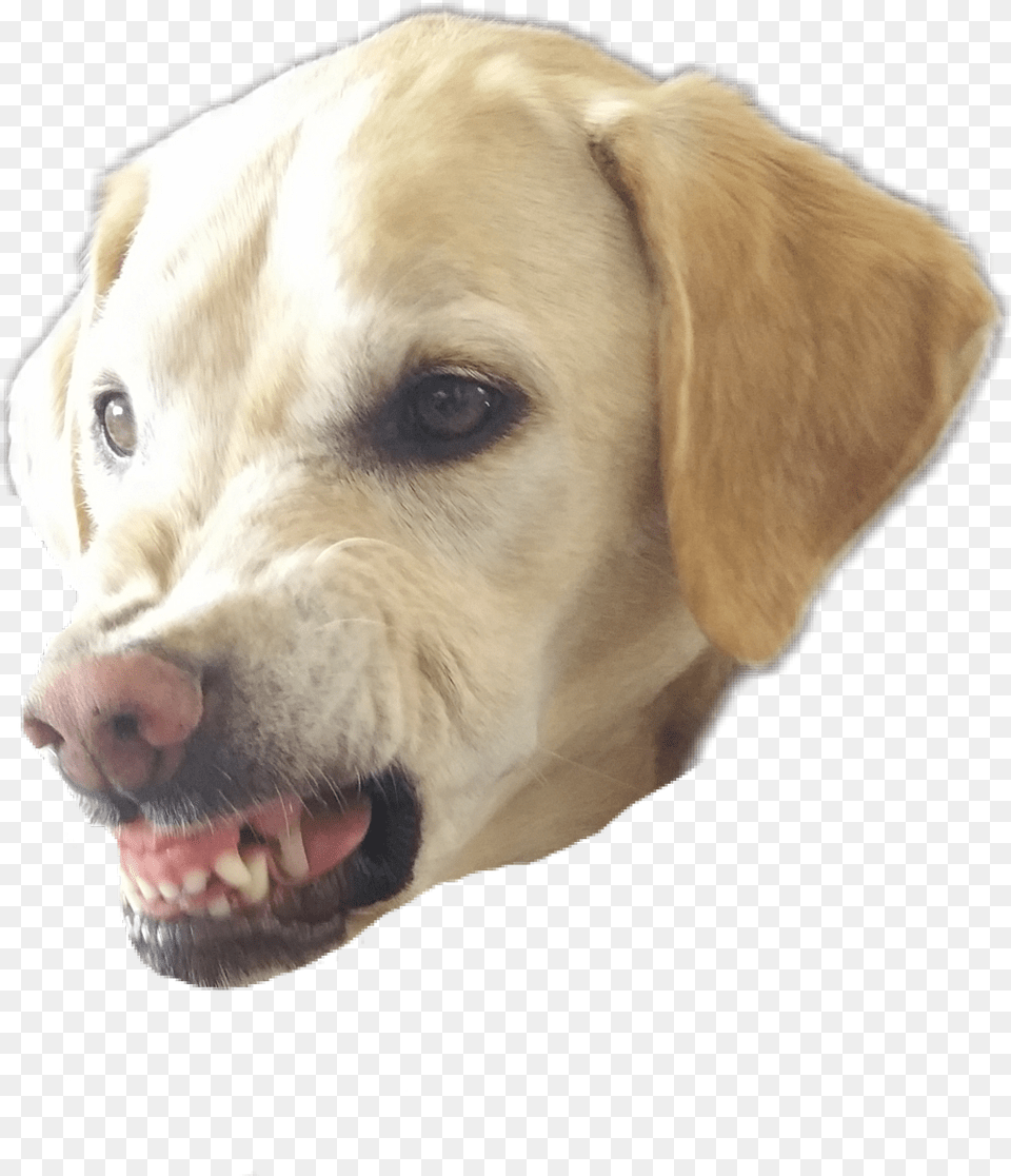 Angry Dog, Animal, Canine, Labrador Retriever, Mammal Free Transparent Png