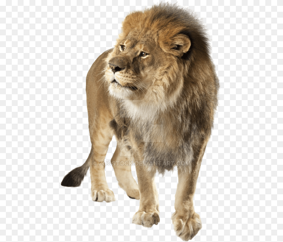 Transparent Angry Lion Lion Angry, Animal, Mammal, Wildlife Png Image