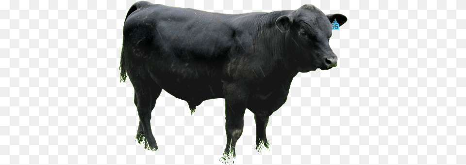 Transparent Angus Cattle Angus, Animal, Bull, Cow, Livestock Png