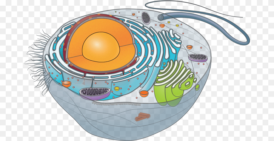 Animal Cell Unlabeled Animal Cell, Pottery, Sphere, Hot Tub, Tub Free Transparent Png