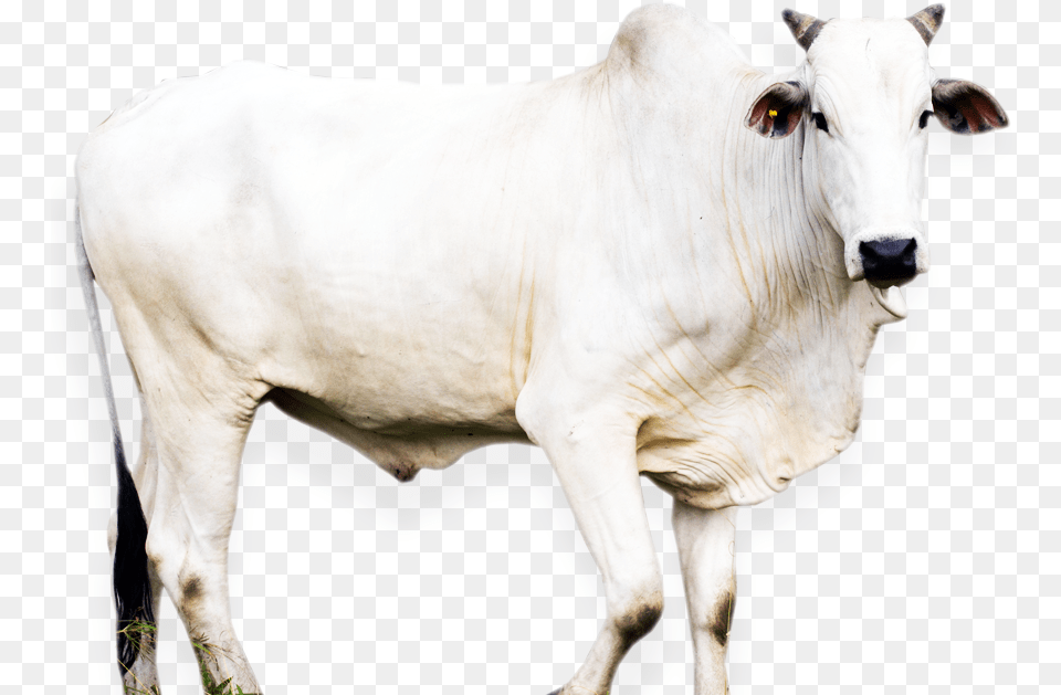 Transparent Animal Nose Dairy Cow, Bull, Cattle, Livestock, Mammal Png Image