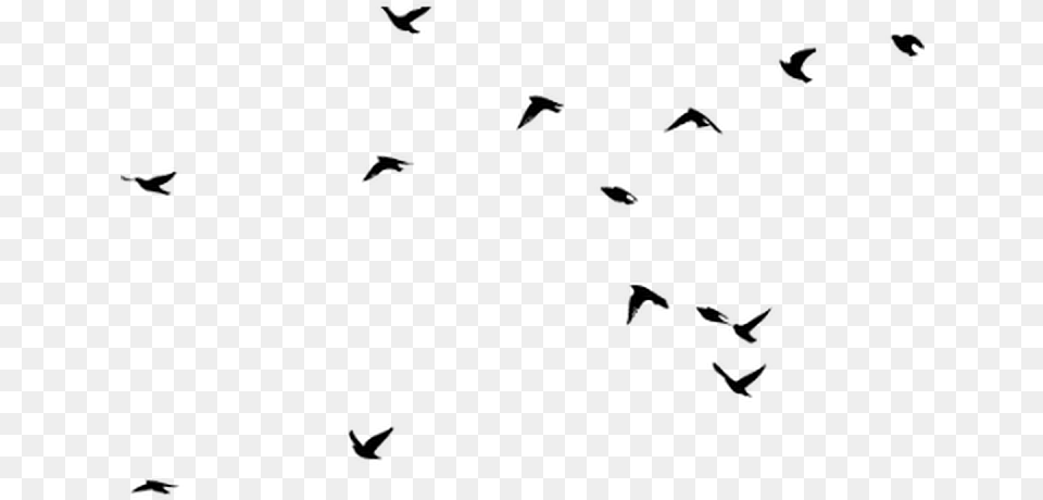Transparent Animal Silhouette Silhouette Birds In The Sky, Gray Png