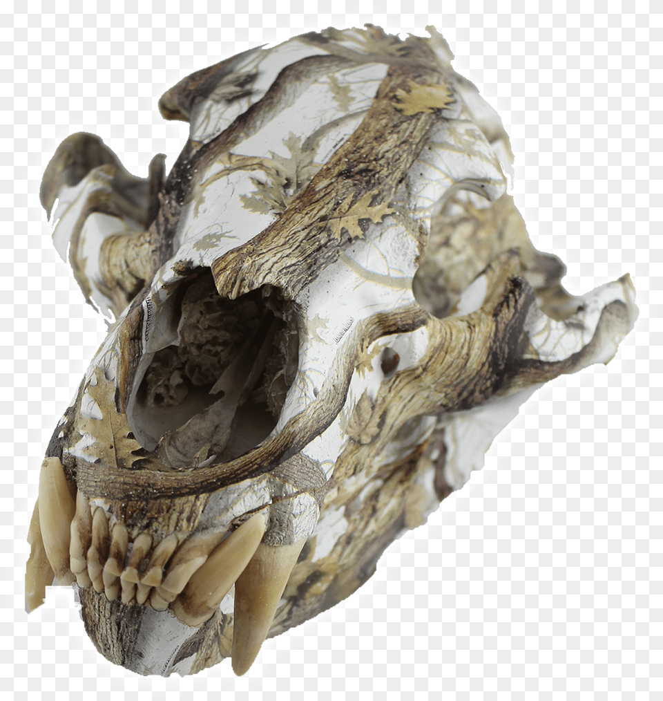 Transparent Animal Skull Skull, Woman, Adult, Bride, Female Png Image
